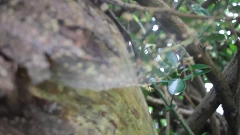 Small leaves in a spider web Stock Footage 315189114