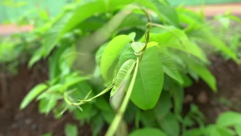 Small leaves with stems that creeper downward. Stock Footage 226300703