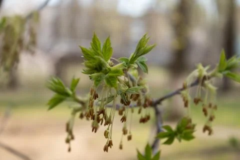 Small leaves at the tips of a tree branch in spring Stock Photos