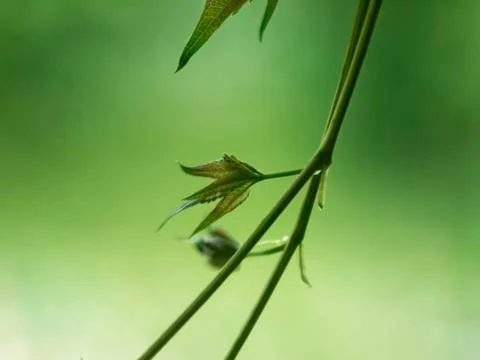 Small leaves on a vine Stock Photos