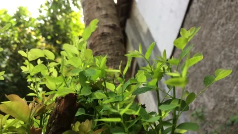 Small leaves waving into the wind Vídeo Stock 229611814
