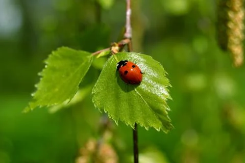 Small ledybug on green leaf Green leaves blurred background Stock-Fotos
