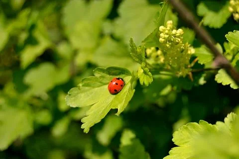 Small ledybug on green leaf Green leaves blurred background Foto stock