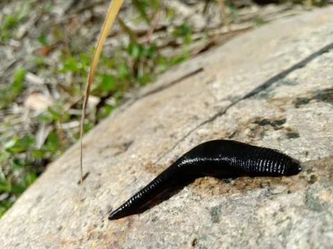 Small leech crawls over bare soil in search of moisture. Foto stock