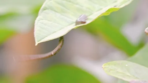 Small leech on green leaf of tropical plant Stock Footage 98802479
