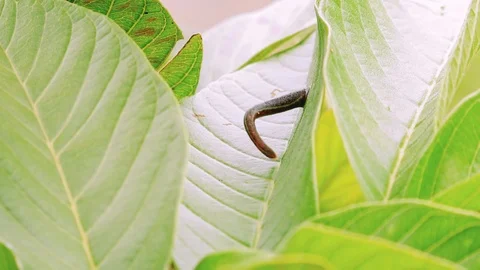 Small leech on green leaf of tropical plant Stock-Footage 98802630