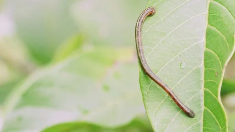 Small leech on green leaf of tropical plant Stock-Footage 98802830