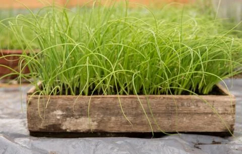 Small leek seedlings Stock Photos