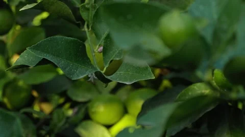 Small lemon fruit close-up focus to lemons in background Stock Footage 276479847