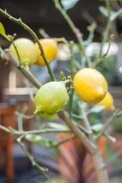 Small lemon tree in the garden Stock Photos