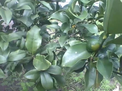 Small lemon tree with green fruit, the leaves have a nice smell! Stock Footage 160232397