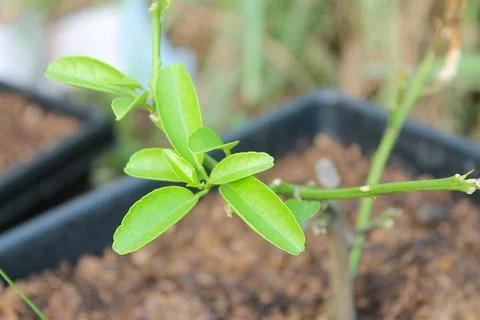 A small lemon tree in a pot There was a little bit of leaves. Stock Photos