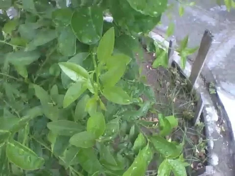 Small lemon tree with raindrops Stock Footage 166431638