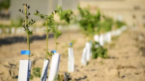 Small lemon trees newly planted in a row in an agricultural plantation Stock-Footage 140717577