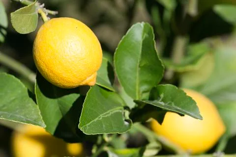 Small lemons on the tree with their leaves. Stock Photos