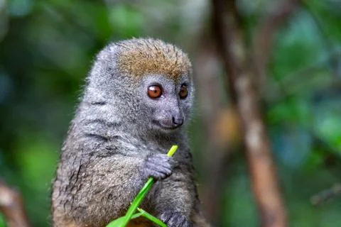 A small lemur on a branch eats on a blade of grass Stock Photos