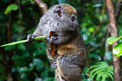 A small lemur on a branch eats on a blade of grass Stock Photos