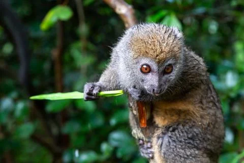 A small lemur on a branch eats on a blade of grass Stock Photos