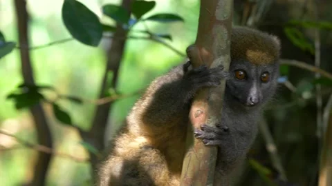 Small Lemur Hanging In a Tree Stock Footage 137707906