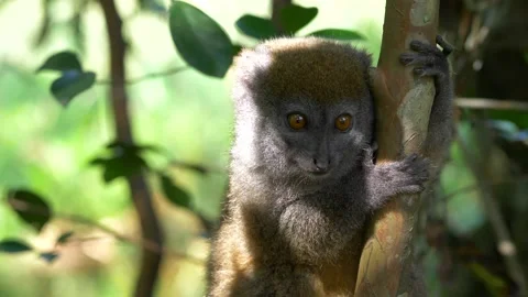 Small Lemur Hanging In a Tree Stock Footage 137707937