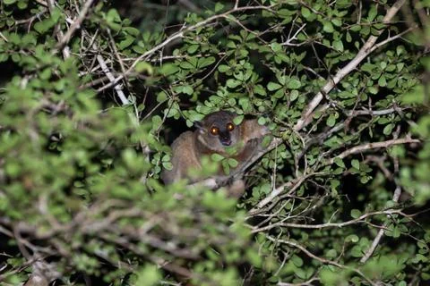 A small lemur hides between the branches and the foliage of a tree Stock Photos
