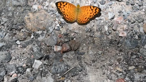 The Small Leopard butterfly walking on gray color land Stock Footage 132019318