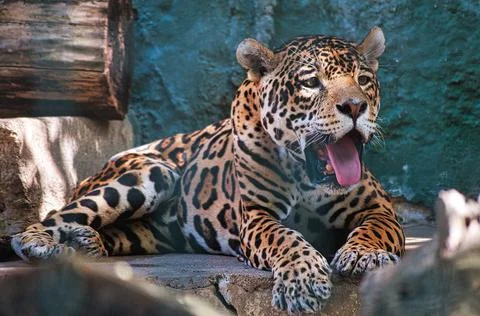 Small Leopard, taking a rest Foto stock