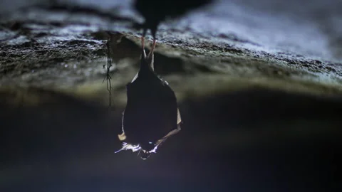 Small lesser horseshoe bat waking up and looking around after hibernation Stock Footage 150275906