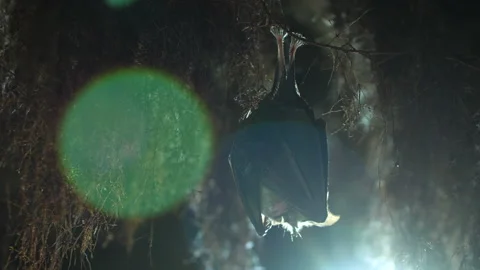 Small lesser horseshoe bat waking up and looking around after hibernation Stock Footage 154508198