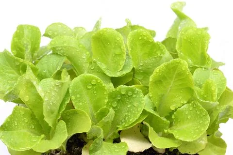 Small lettuce seedlings on a white background Stock Photos