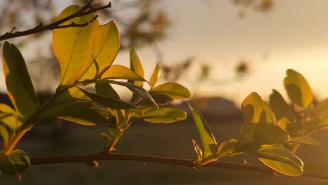 Small levaes at sunset Video stock 128695617