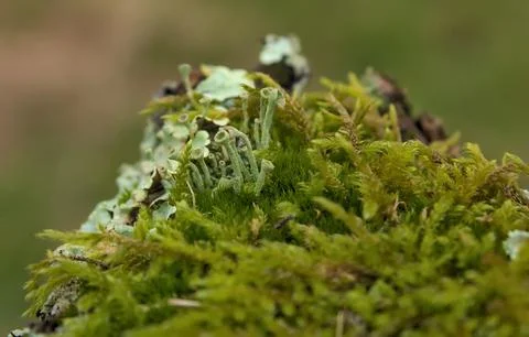 Small lichens Foto stock