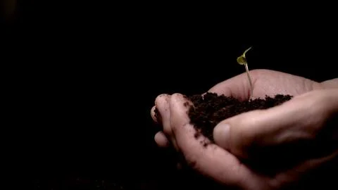 Small life, leaves of a small tree, earth, black background, miniature, shovel. Stock Photos
