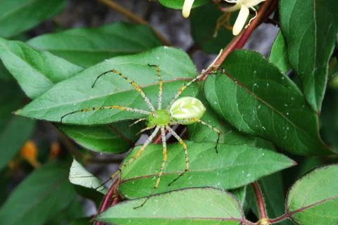 The Small Life Spider Stockfoto's