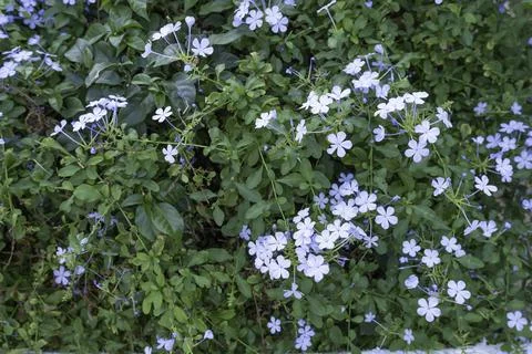 Small light blue flowers on a background of green leaves Stock Photos