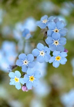 Small light blue forget-me-not flowers outdoors close-up Stock Photos