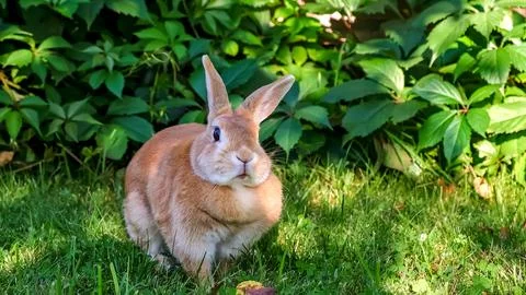 Small light brown rabbit sitting in a grassy area, facing slightly right while Stockfoto's