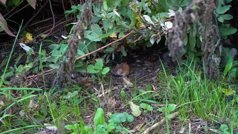 A small light brown vole feeding on a dry flower. Stock Footage 212746792