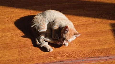 A small light-colored cat rolls and plays on a wooden floor in a bright room. Vidéo 344674670