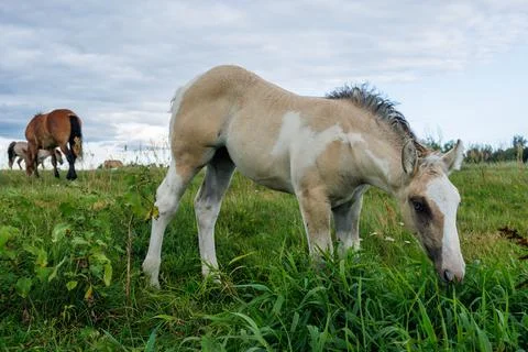 A small, light-colored foal eats grass in a meadow against a cloudy backdro.. Stock Photos