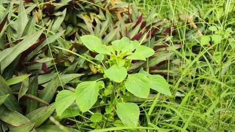 Small light green leaves 4K 60FPS Stock Footage 168488270