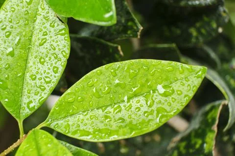 Small light green leaves with water droplets, after the rain Stock Photos