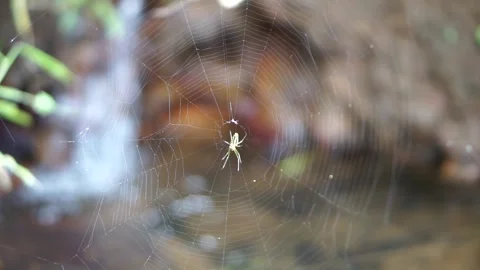 A small light green spider in the center of its intricate silk web against Stock Footage 337898524