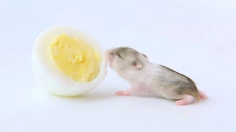 A small light hamster eats a boiled egg. A hungry rodent is eating. Video stock 203871680