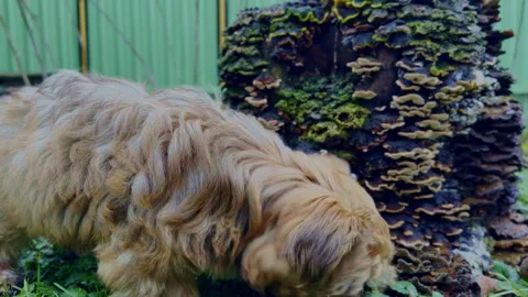 Small light orange yorkshire terrier dog discovers and sniffs the backyard. Stock Footage 230869107