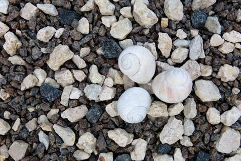Small light shells lie on the stones. Stock Photos