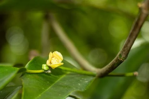 Small light yellow flower growing on branch against green foliage. Stock Photos