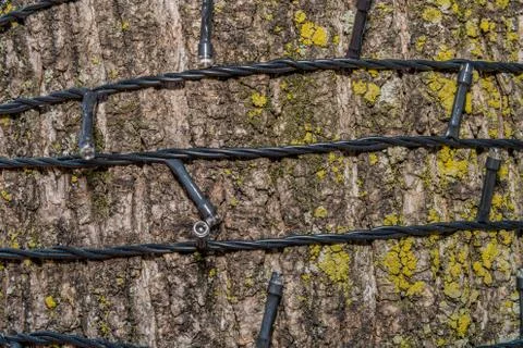 Small lights around tree. Stock Photos