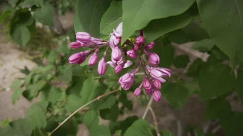 Small Lilac flowers bunch on wind. Beautiful violet Lilac flower start blooming Stock Footage 194395342