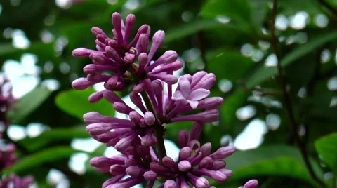 Small lilac flowers close up. Stock-Footage 68725206